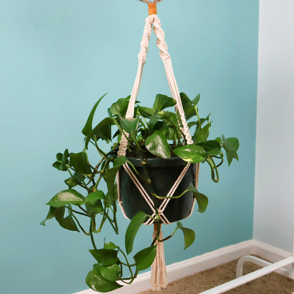 Double Macrame Plant Hanger PDF Pattern