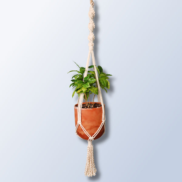 spiral macrame plant hanger with a plant inside